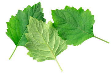 Fototapeta premium fresh Patchouli (Pogostemon cablin) leaves isolated on the white background, top view