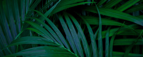 Fototapeta na wymiar tropical green palm leaf and shadow, abstract natural background, dark tone