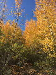 Golden and orange fall colors on a sunny autumn day