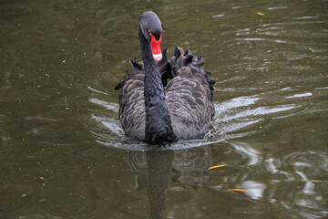 A close up of a Black swan