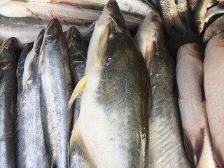 Obraz premium Fresh fish shop.