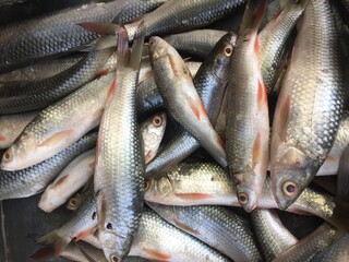 Obraz premium Fresh fish shop.