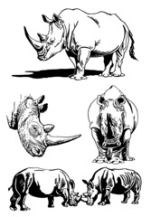 Vector set of rhinos isolated on white, graphical illustration