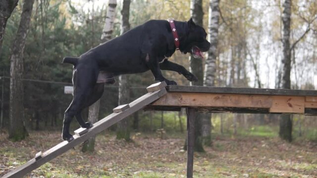 Training a large dog cane corso in the park. Mistress engaged with a big dog on dog shells