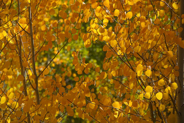 Close-up view of golden yellow and orange aspen trees and leaves on a sunny day