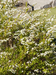 Spiraea thunbergii | Thunberg spiraea or Thunberg's meadowsweet. White flowers and bright green foliage on flexible stems
