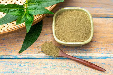 Andrographis paniculata plant