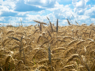 Fototapeta na wymiar ripe wheat field on a sunny day. blue sky above him.