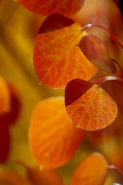 Close-up view of vibrant orange and red aspen leaves, with sunlight, shadows and selective focus