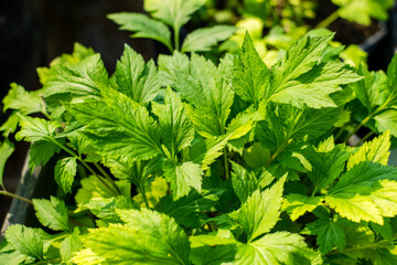 Artemisia Lactiflora, herbs