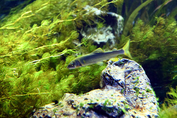 激しい水流の中で縄張りを警戒する若い鮎のスマートな姿