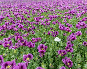 Obraz premium single white breadseed poppy (Papaver somniferum) flower in the field of purples