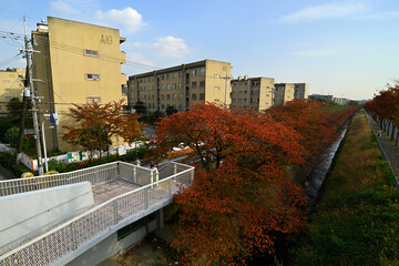 Fototapeta premium 千里ニュータウン藤白台（大阪府吹田市）の府公社藤白台B団地
