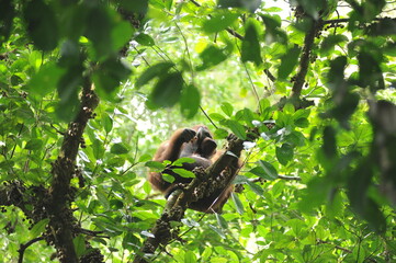 Orangutan sitting on a tree among green leaves in tropical rainforest on Borneo Island, Malaysia