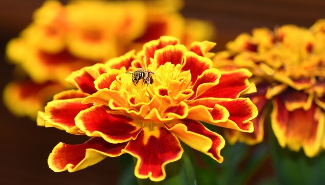 Drobna pszczoła smuklik złotawy (Halictus cf. subauratus) pośr&oacute;d kwiat&oacute;w aksamitki (Tagetes)