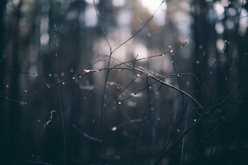 rain drops on the window