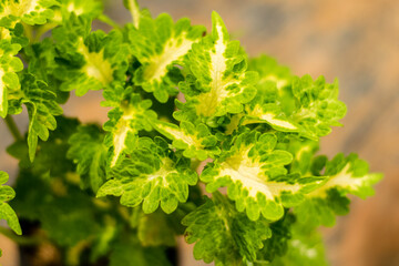 Coleus, Painted nettle