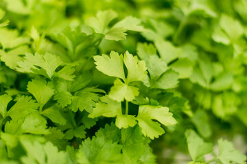 green celery vegetables