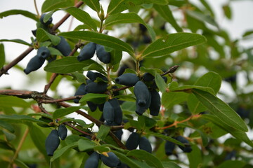 Berries on the bush during harvest. Blue Honeysuckle (Lonícera caeruléa) - deciduous shrub with...
