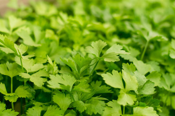 green celery vegetables