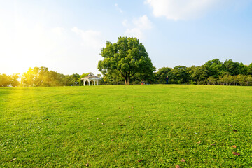 Fine weather and the lawn in the park