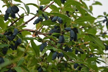 Berries on the bush during harvest. Blue Honeysuckle (Lonícera caeruléa) - deciduous shrub with...