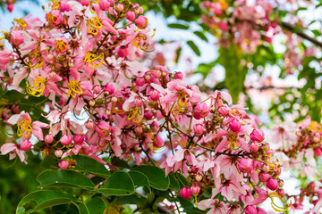 Cassia bakeriana Craib,