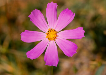 Obraz premium delicate pink forest chamomile flower close up centered for background and text