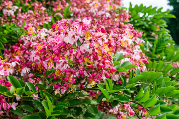 Cassia bakeriana Craib,