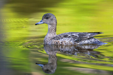 Fototapeta premium Eurasian Wigeon