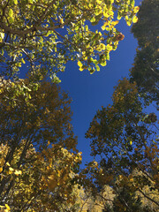 A view of trees with golden yellow fall colors, framing a deep blue sky