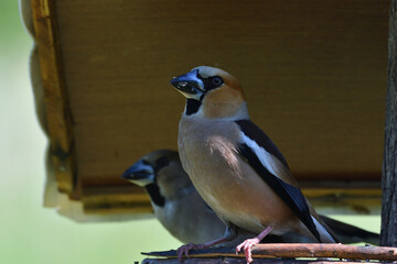 Hawfinch sitting on the rack with sunflower in its beak