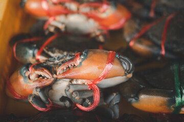 Large of sea crabs for sale at seafood market in Thailand