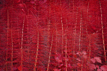 Long red needle shaped leaves, red background.