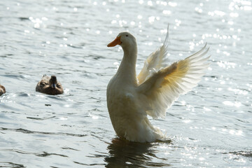 Rare white duck mutant on the lake water surface in nature wild life with wild ducks