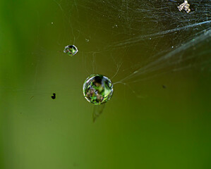 spider web with dew drops