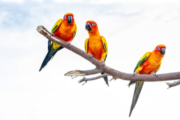 Fototapeta na wymiar Conures perched on a branch. Bird is a popular pet in Thailand.