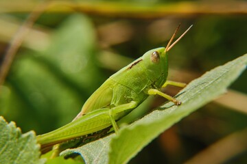 Grasshopper on the grass