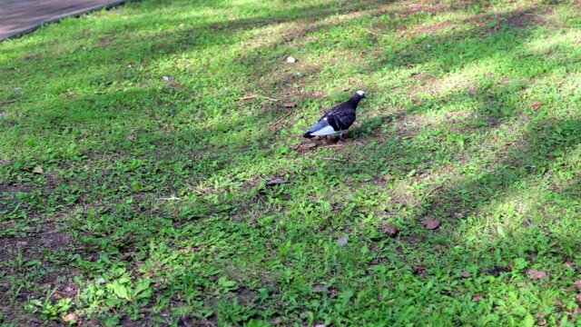 lone pigeon walking on the grass in the park