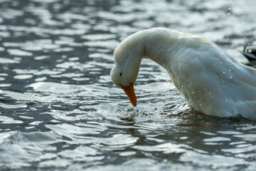 Rare white duck mutant on the lake water surface in nature wild life with wild ducks