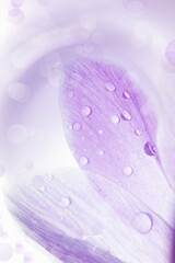 Purple background with crocus petals and drops