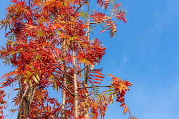 Red berries and leaves of rowan on blue sky background with copy space