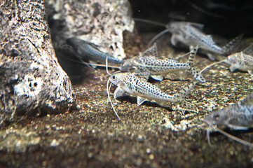 水底の隅でみんなで集まって泳ぐ　ピメロディアピクタス