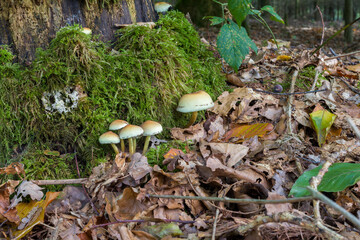 Autumn landscapes of nature, forest, nature, fungi, plants, leaves in October. captured from a distance that's approximately the same distance. It's the area and territories of Rcklinghausen and Oer-E