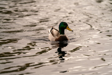 Mallard Duck on the water