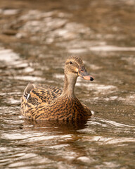 Mallard Duck on the water