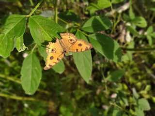 butterfly on leaf