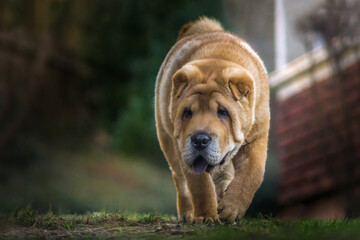 chow puppy in the garden