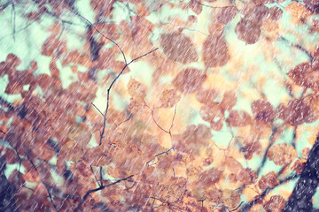 autumn rain background drops / abstract autumn landscape in rainy weather, seasonal landscape in the park