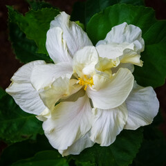 Closeup view of beautiful white double layer hibiscus rosa sinensis flower blooming outdoors on...